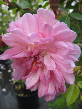 Kletterrose Francois Juranville